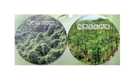 高學(xué)歷養(yǎng)生黨親測(cè)：這款雙有機(jī)野生葛根粉，憑什么成日常優(yōu)選？?