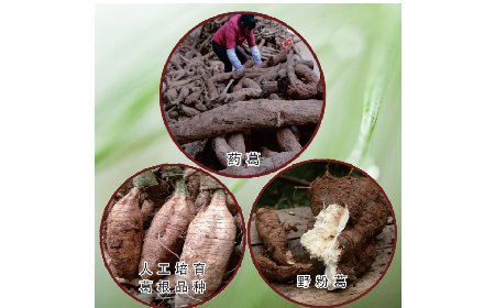 買葛粉是買野生的好？還是野生有機(jī)的好？